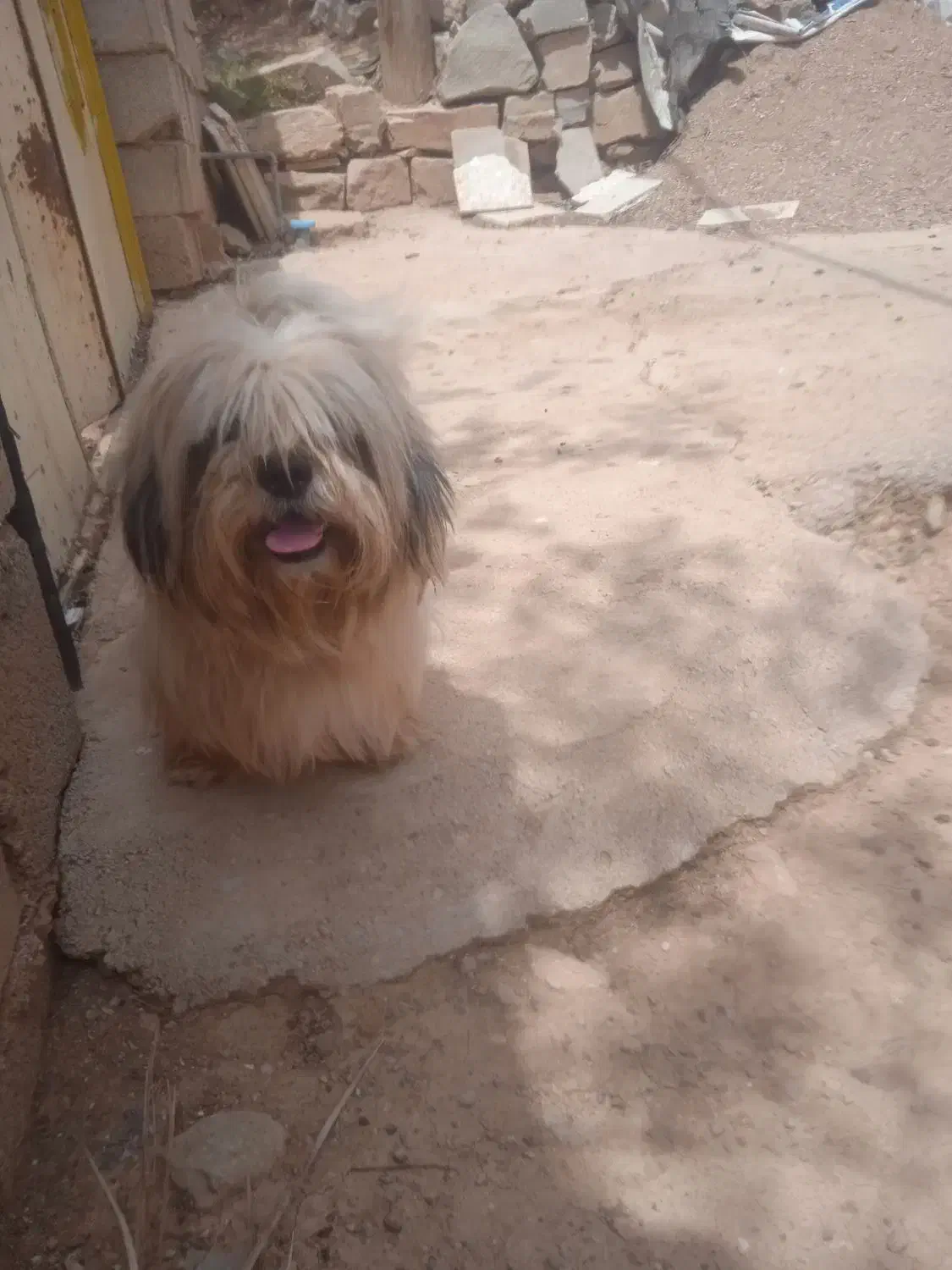 سگ شیتزو|سگ|مسجد سلیمان, |دیوار