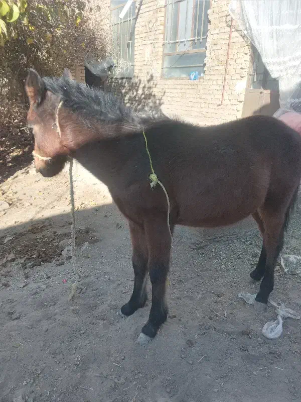 اسب نر|اسب و تجهیزات اسبسواری|نیشابور, دارایی|دیوار