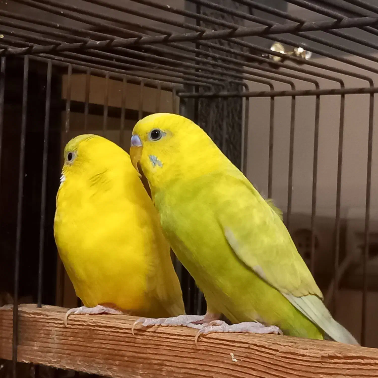 مرغ عشق مهم|پرنده|تهران, دولاب|دیوار