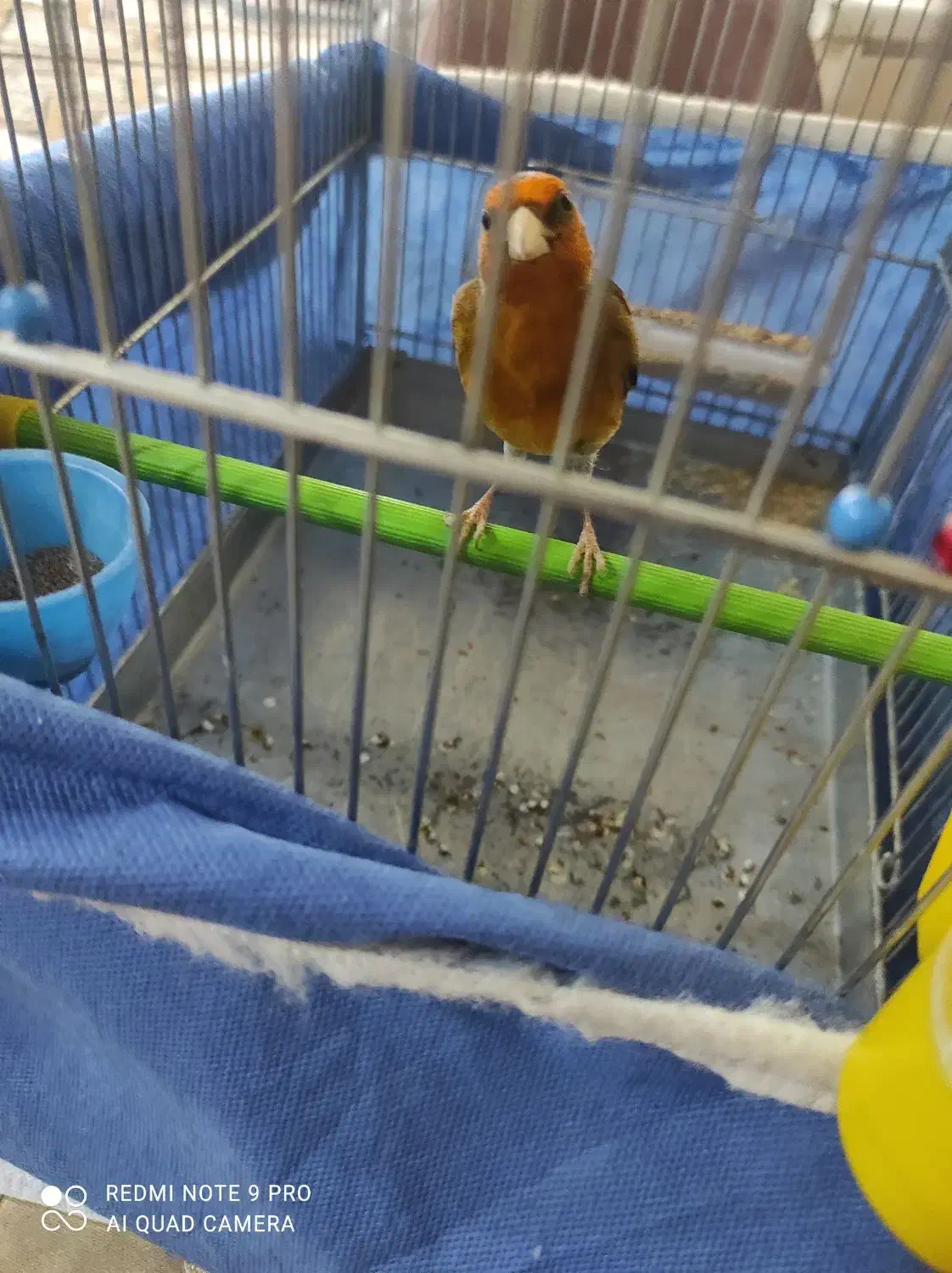 سهره قناری لرخوان|پرنده|ایلام, |دیوار