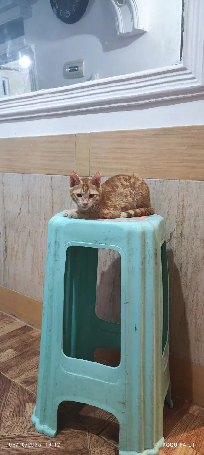 واگذاری گربه نارنجی|گربه|بیرجند, |دیوار