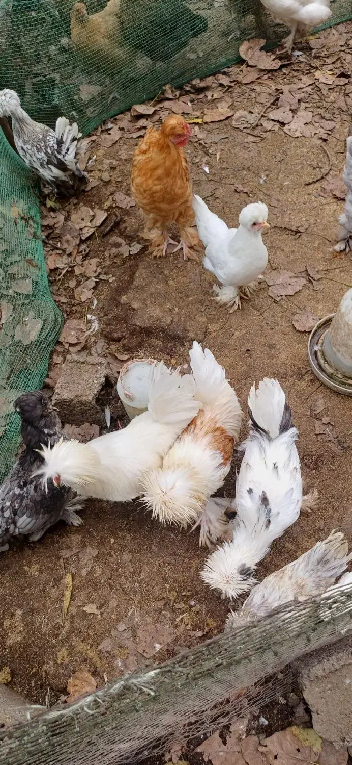 مرغ و خروس سلطان|حیوانات مزرعه|رودبنه, |دیوار