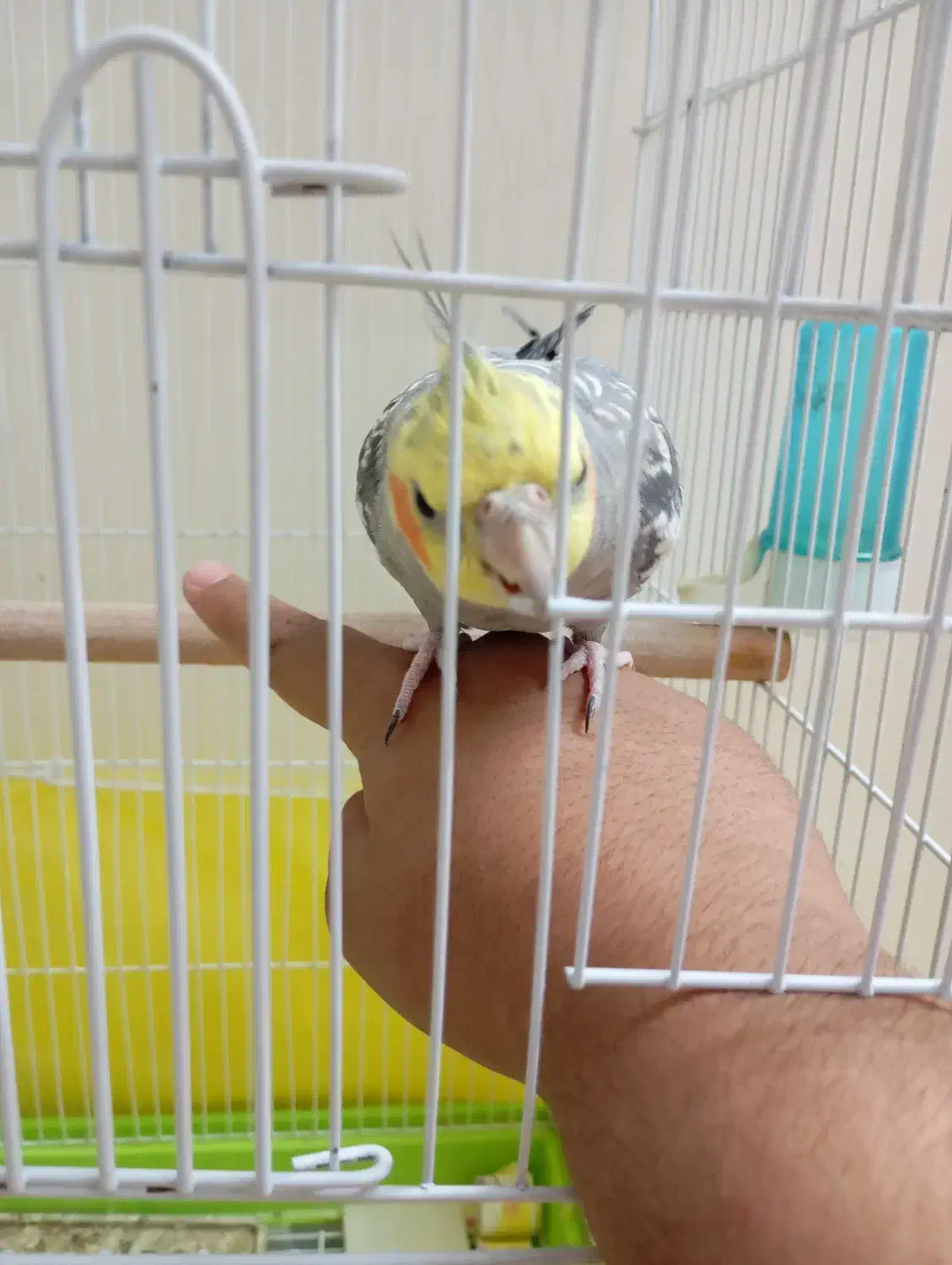 عروس هلندی دستی|پرنده|فردیس, قریشی|دیوار