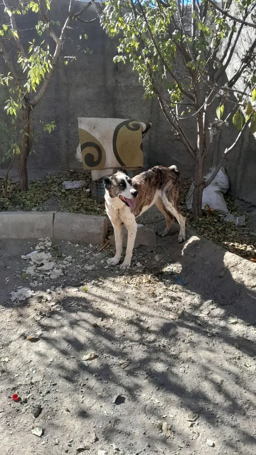 سگ نجات دارع|سگ|خنداب, |دیوار