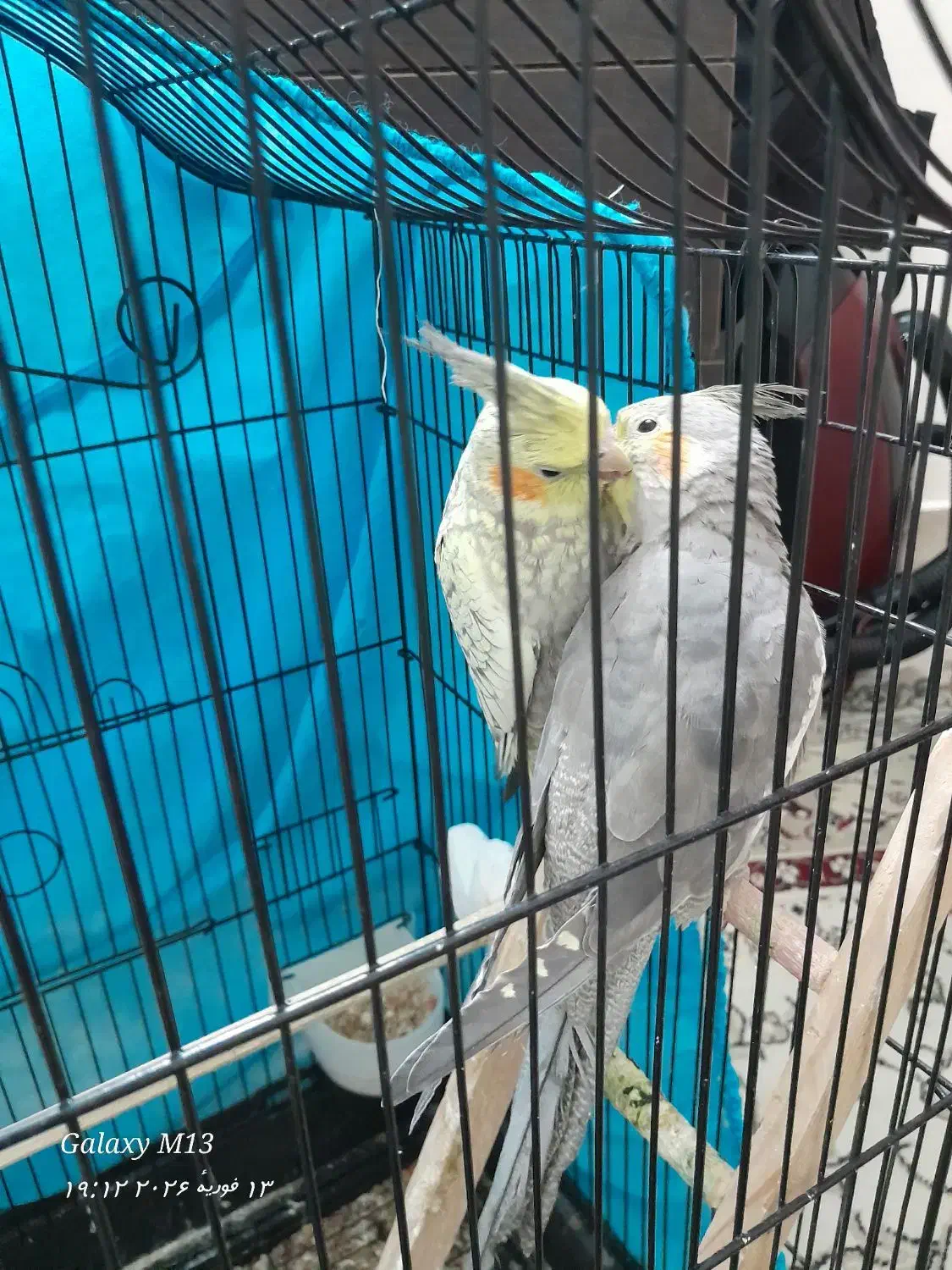 عروس هلندی|پرنده|اسلام‌شهر, شهرک قائمیه|دیوار