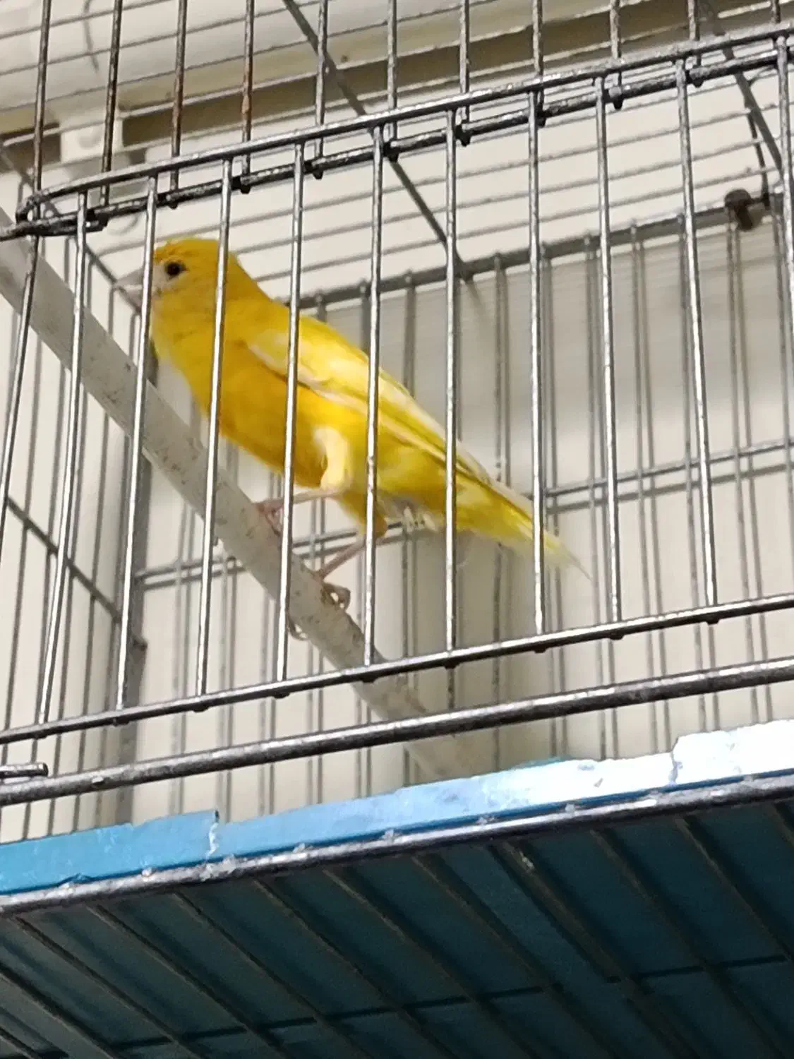 قناری ماده طلایی|پرنده|شیراز, پودنک|دیوار