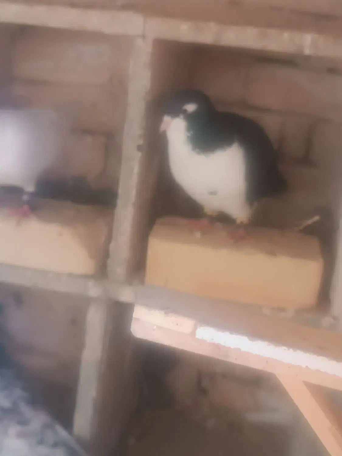 کبوتر|پرنده|فیروزه, |دیوار