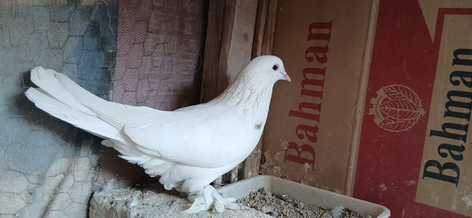 یک عدد کبوتر سفید نقشی پاپری|پرنده|اصفهان, ارداجی|دیوار