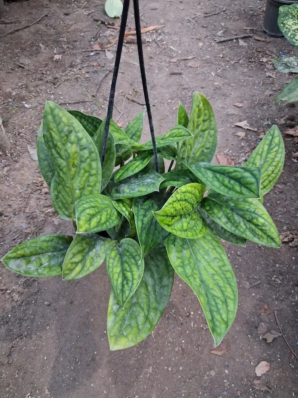 گل در گلکده نازنین|گل و گیاه طبیعی|رودسر, |دیوار