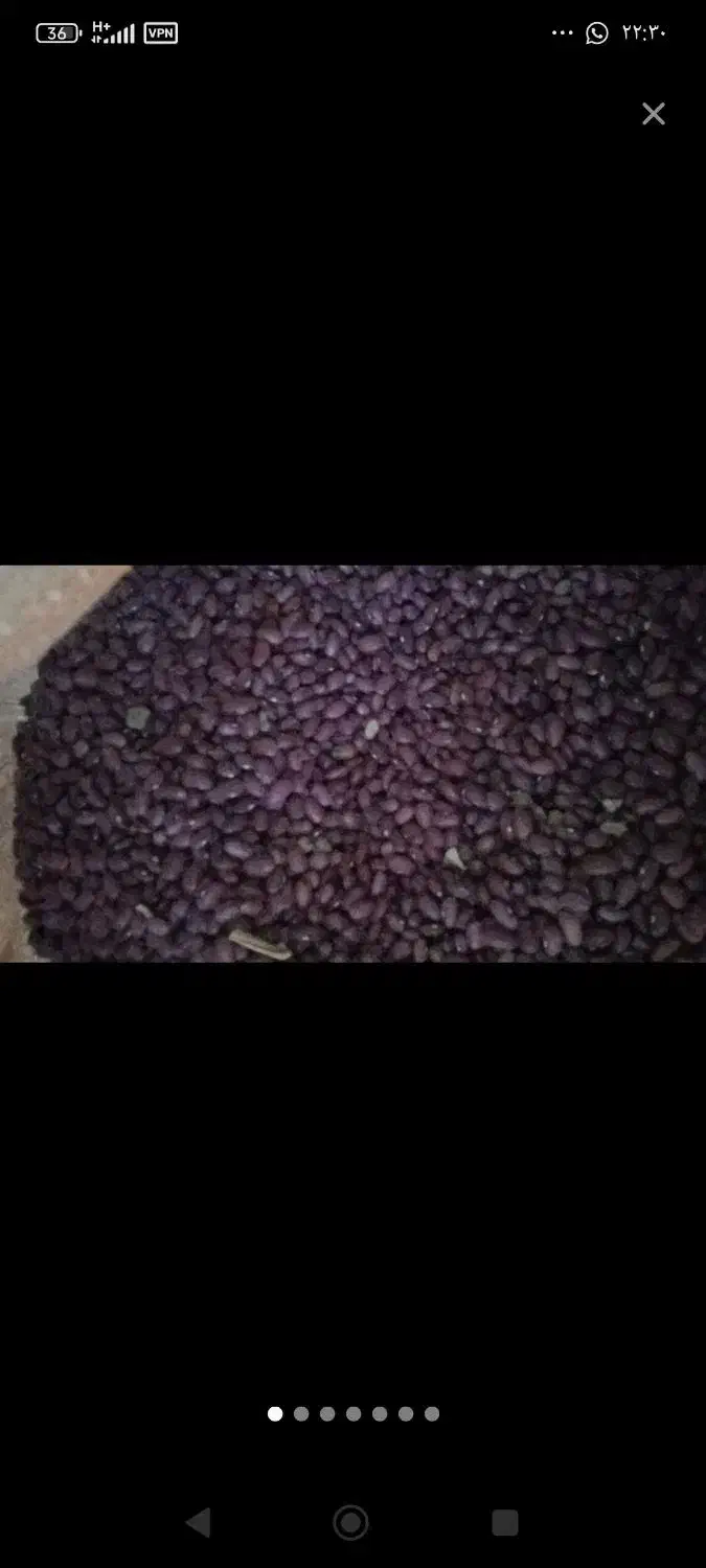 لوبیاقرمز|خوردنی و آشامیدنی|زاغه, |دیوار