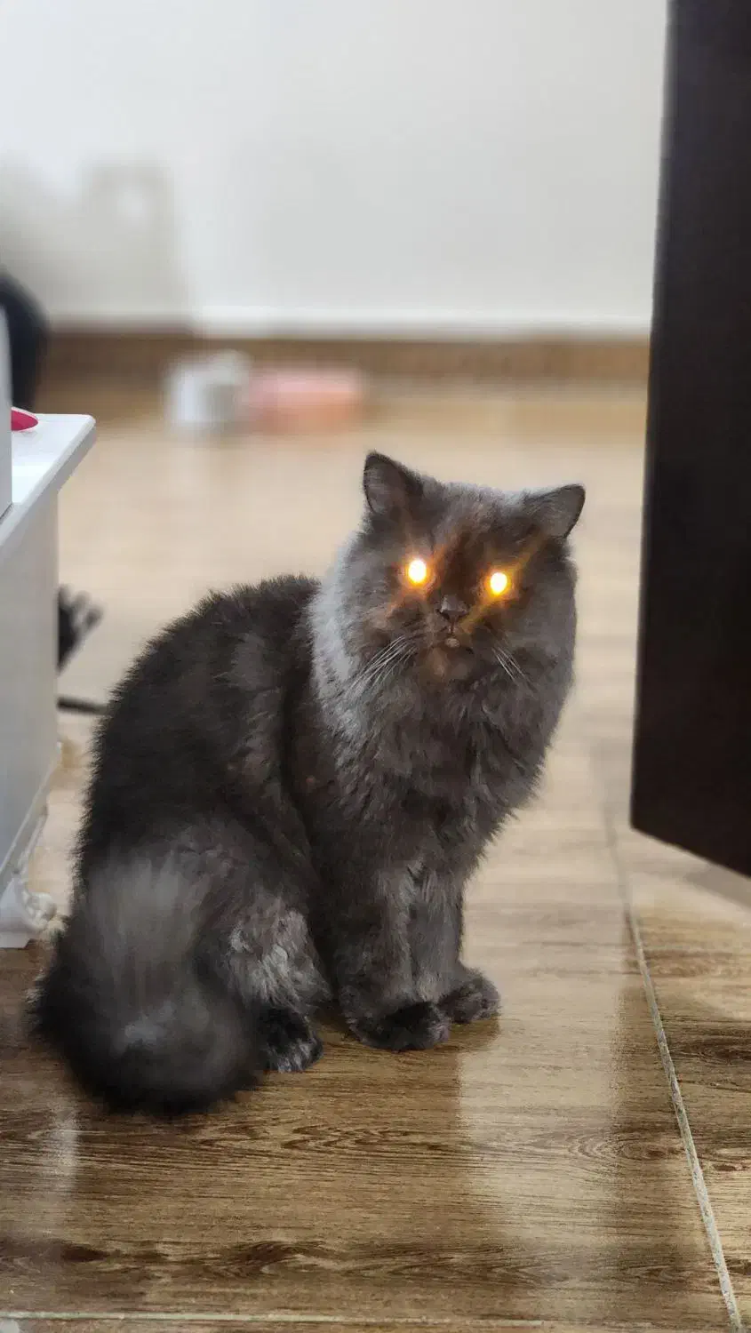 حیوانات|گربه|امیدیه, |دیوار