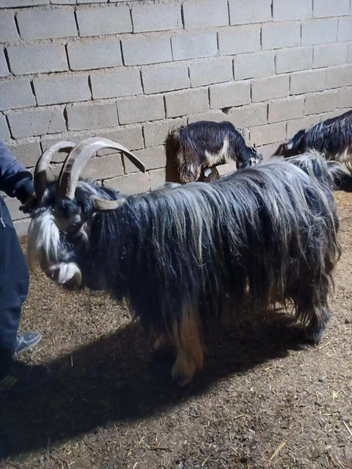 بز پازن|حیوانات مزرعه|امیدیه, |دیوار