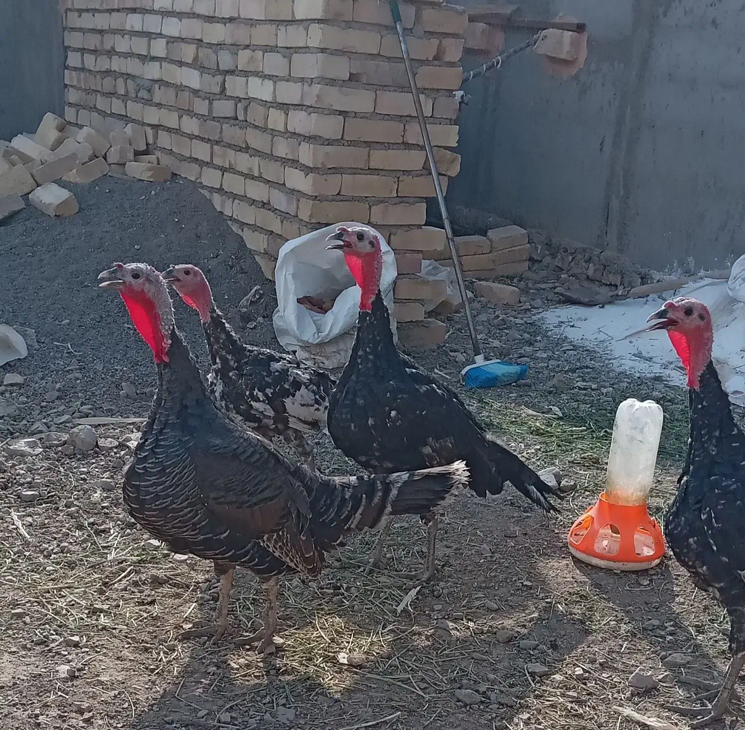 چهارعدد بوقلمون همشون باهم3800|حیوانات مزرعه|جوین, |دیوار