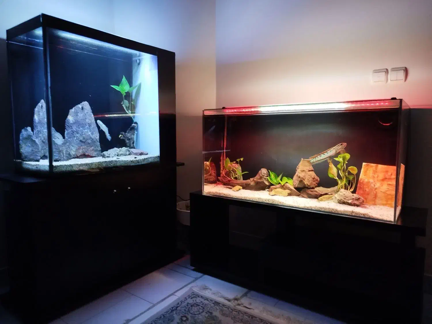 ۲ عدد آکواریوم ریملس بکسامپ و ۲ عدد چانا هایفمن|ماهی|تهران, آسمان|دیوار