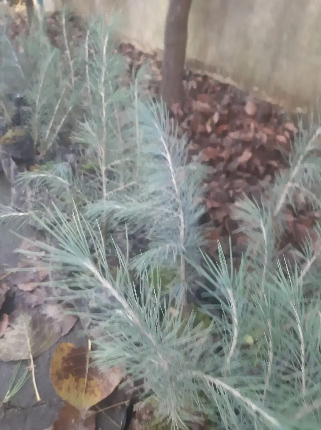 فروش سدروس  نایلکسی ریشه پرس|گل و گیاه طبیعی|رودسر, |دیوار