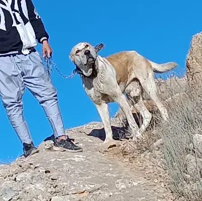 سگ واگذاری افقان|سگ|بجنورد, |دیوار