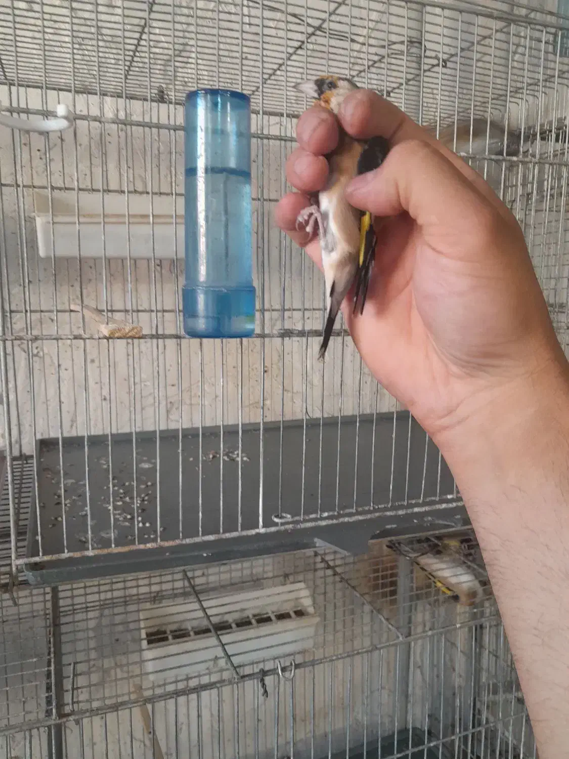 سهره نر|پرنده|ساوه, |دیوار