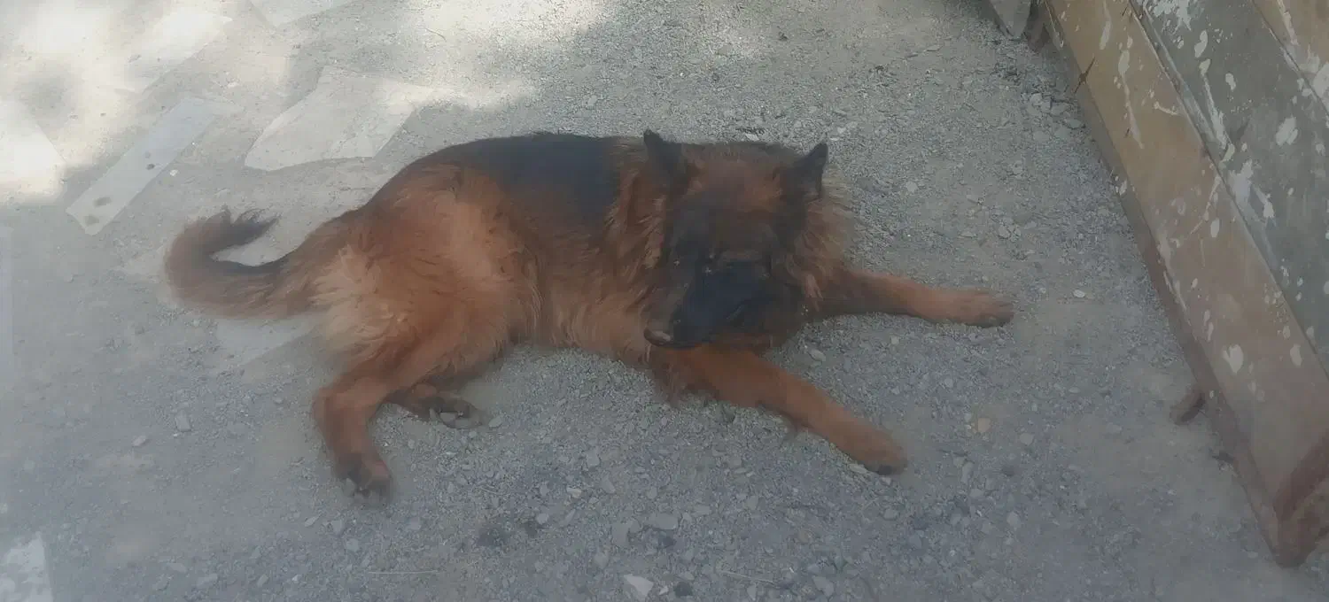 سگ ژرمن مو بلند اصلی ماده|سگ|تربتحیدریه, ده پائین|دیوار