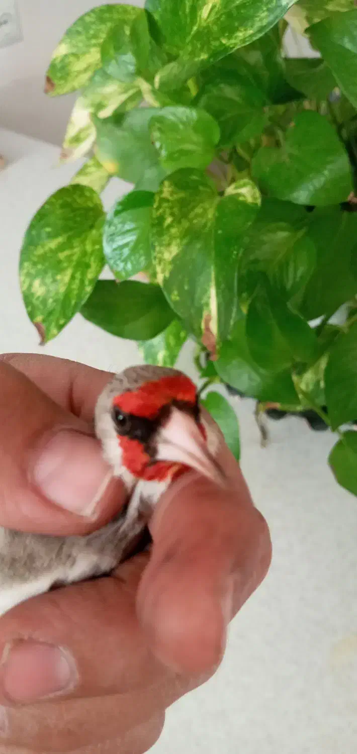 سهره دورگ کرمونی|پرنده|تهران, مشیریه|دیوار