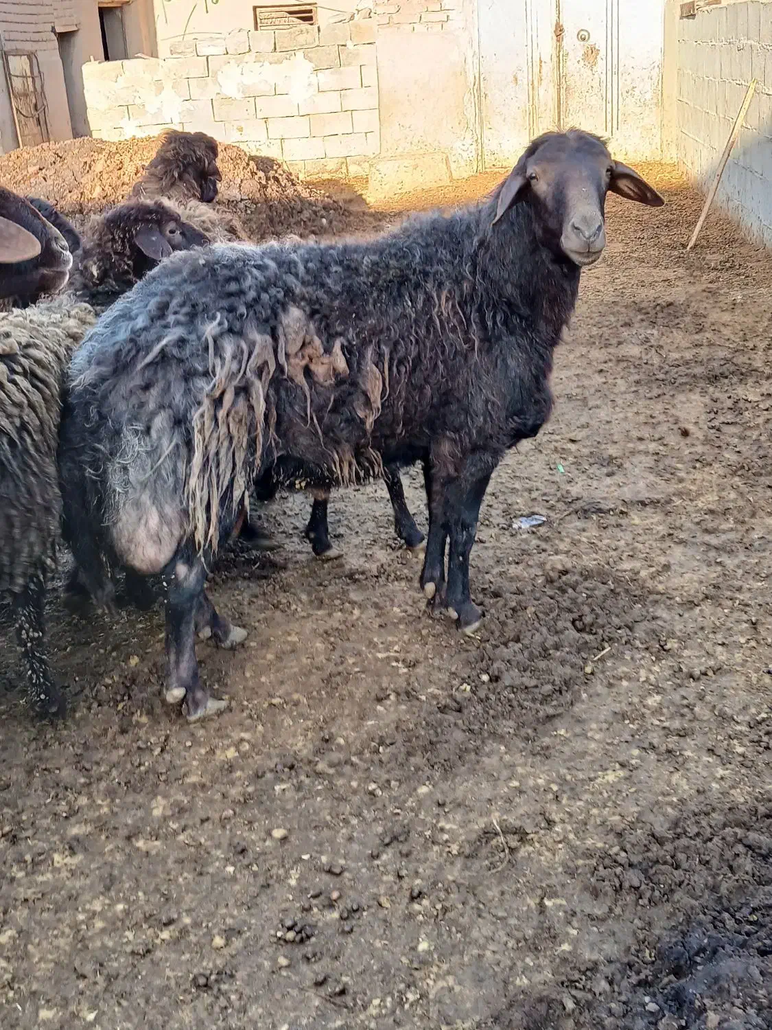 قوچ ۴دندان|حیوانات مزرعه|مشکان, |دیوار