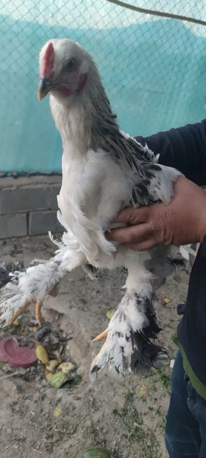 فروش مرغ برهمالایت الاصل|حیوانات مزرعه|مرند, |دیوار