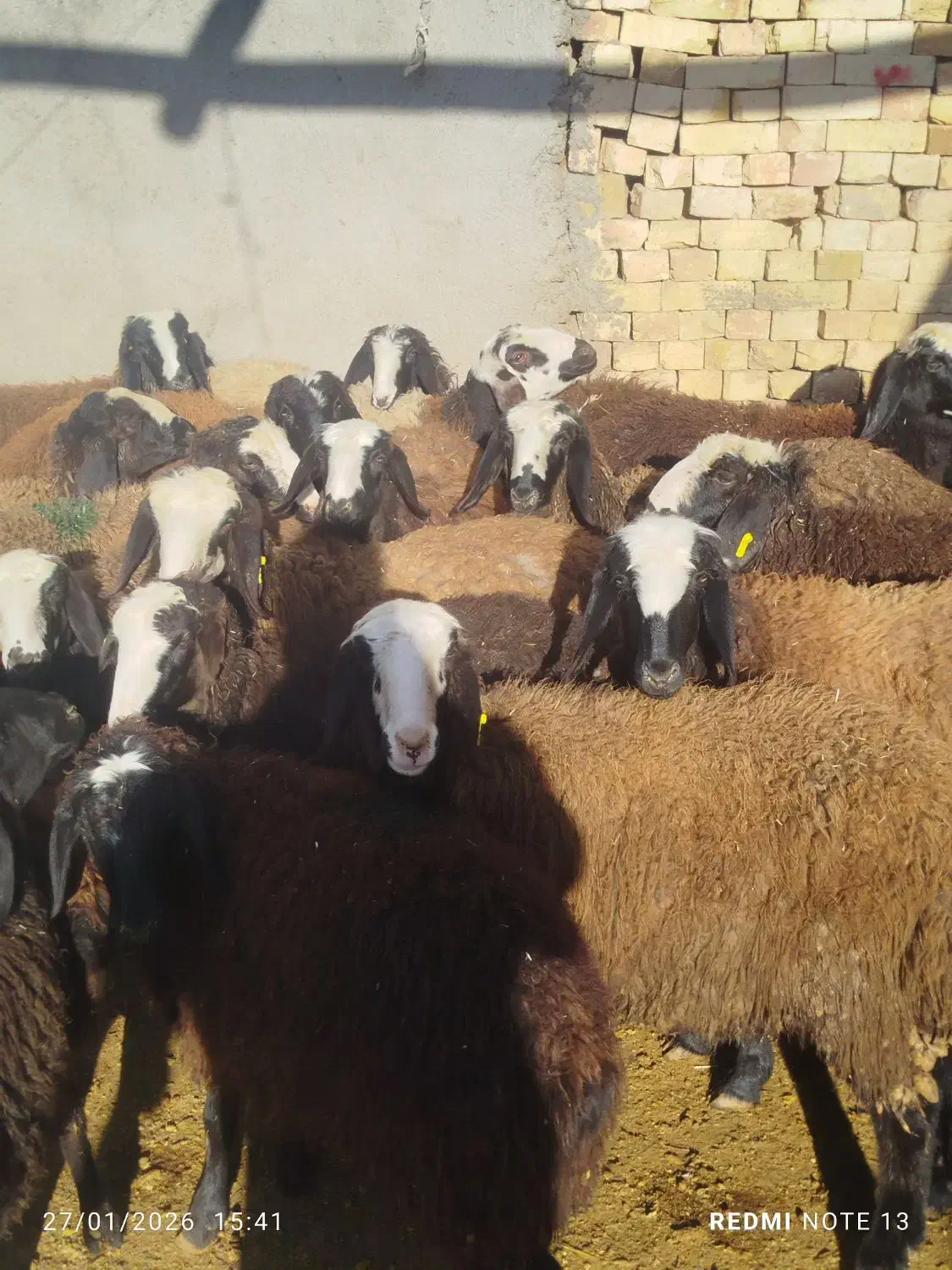 بره ماده اصیل شال|حیوانات مزرعه|اسفرورین, |دیوار