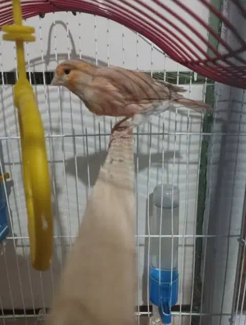 معاوضه (قناری ماده آماده هست)|ساعت|مرودشت, دولت آباد|دیوار