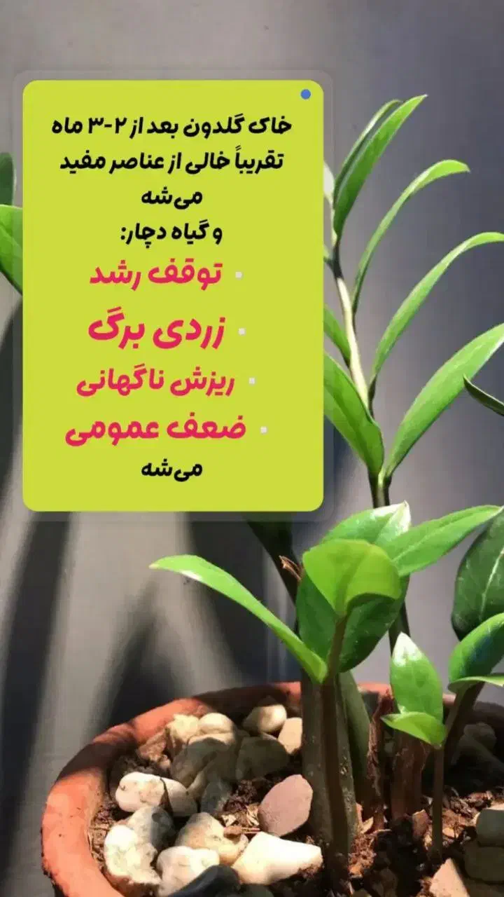 قرص کودگیاهی|گل و گیاه طبیعی|اردبیل, |دیوار