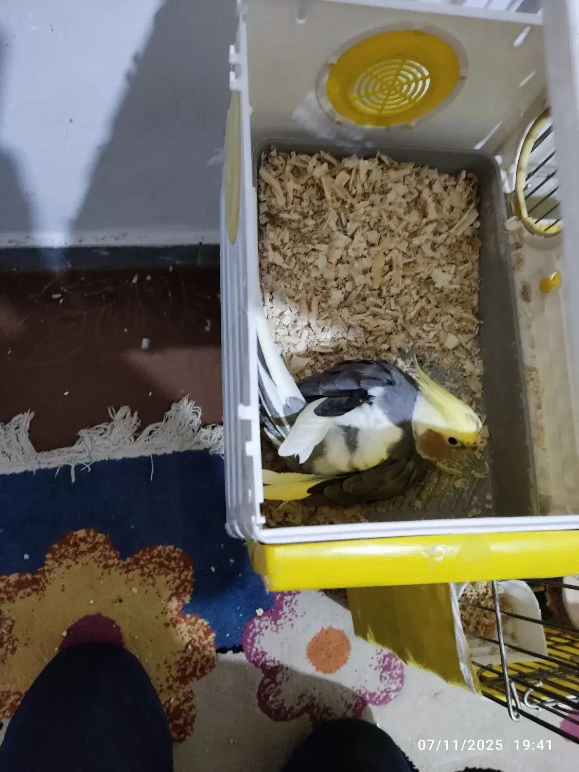 عروس هلندی جفت ماده روی تخم نشسته|پرنده|قزوین, |دیوار