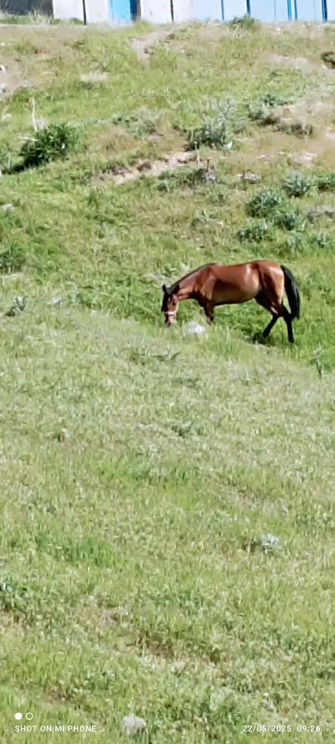 اسب تیز پا|اسب و تجهیزات اسبسواری|بستان آباد, |دیوار