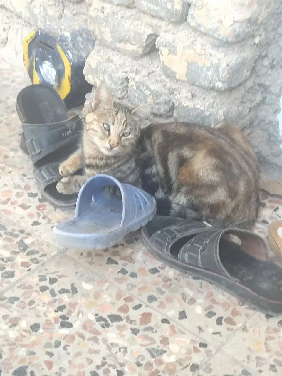 گربه گمشده|گربه|قوچان, |دیوار