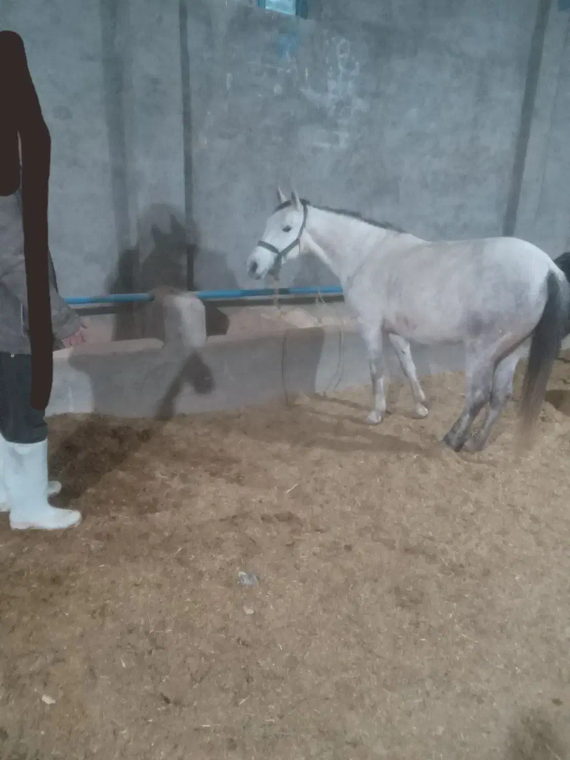 اسب مادیان|اسب و تجهیزات اسب‌سواری|اسفراین, |دیوار