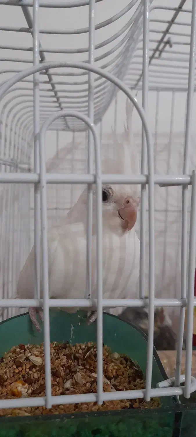 فروش انواع عروس هلندی های زیبا|پرنده|رامهرمز, |دیوار