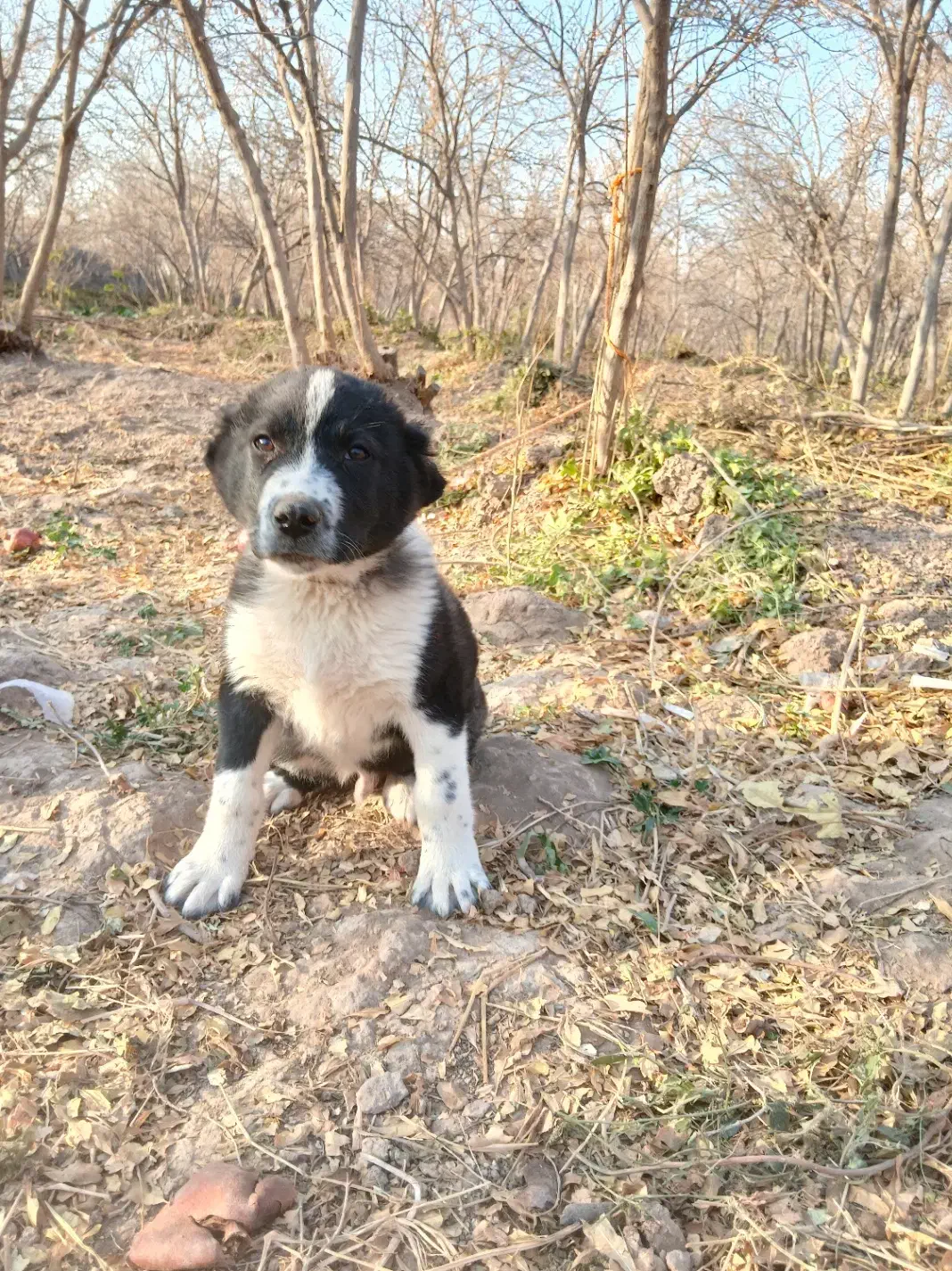 توله سگ|سگ|سلفچگان, |دیوار