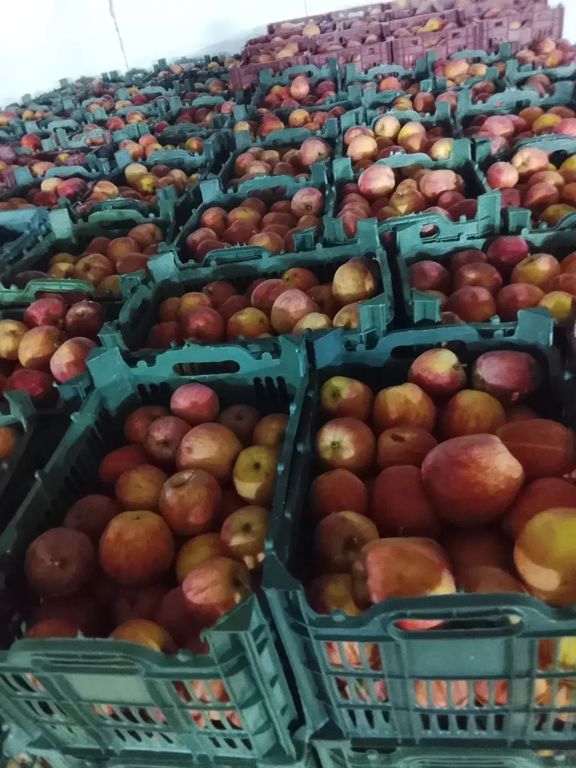 سیب قرمز|خوردنی و آشامیدنی|نقده, |دیوار