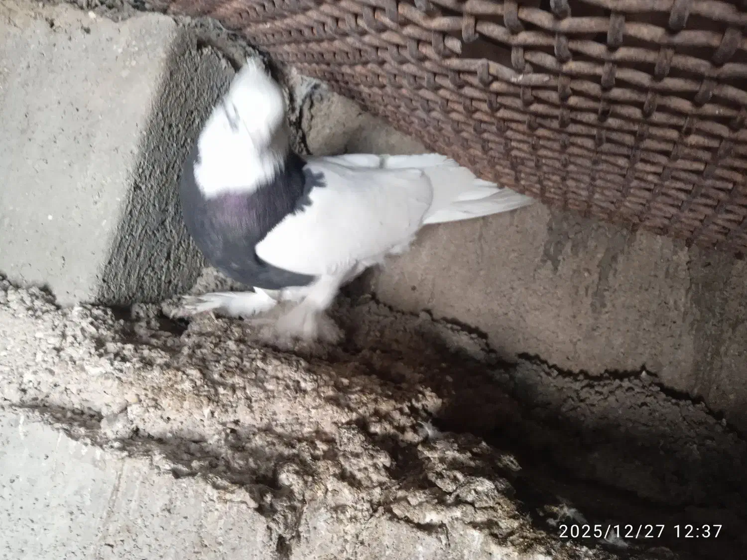 کبوتر|پرنده|داراب, |دیوار