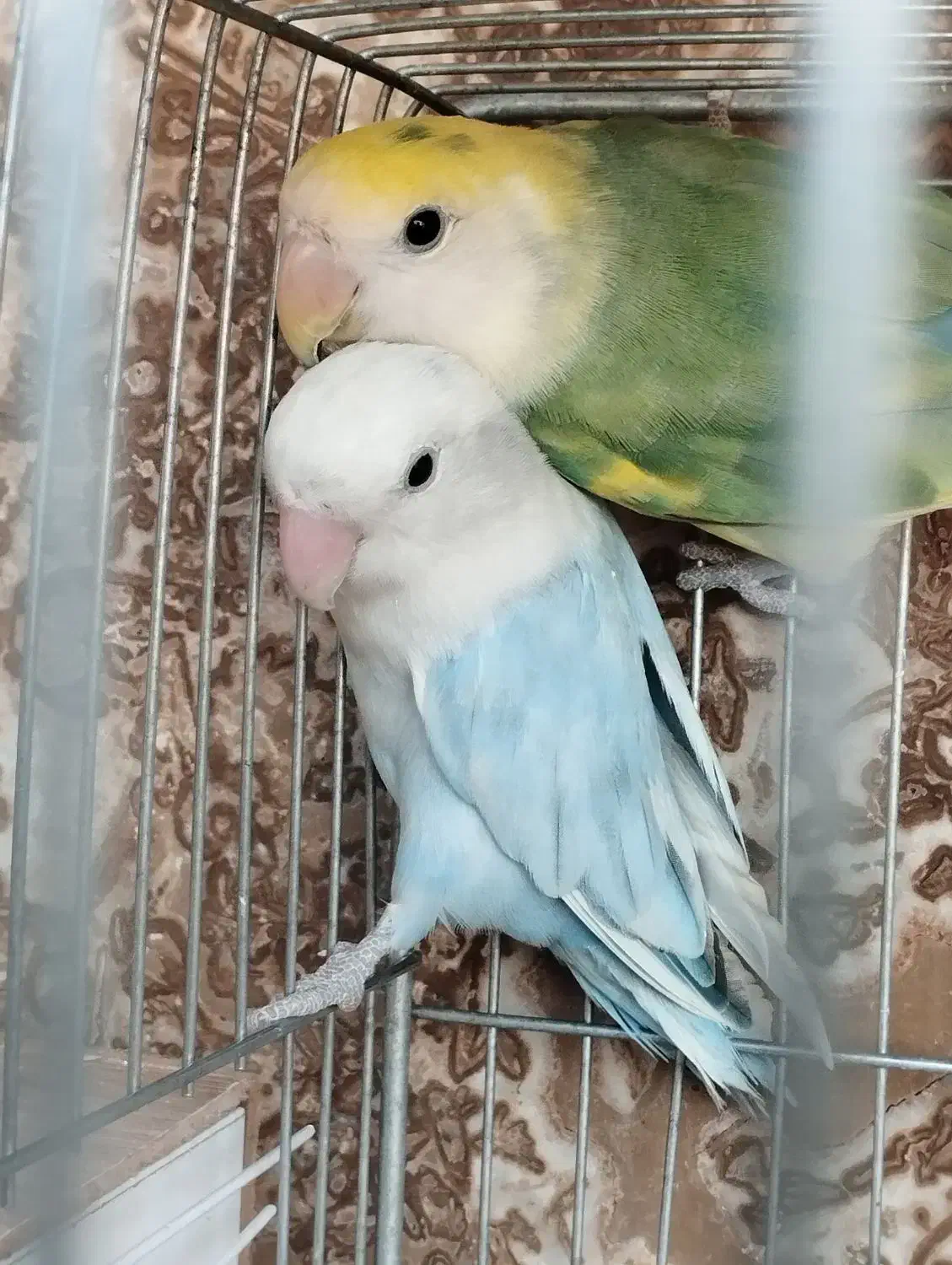 کوتوله برزیلی مولد واقعی درجه یک .|پرنده|گلپایگان, |دیوار