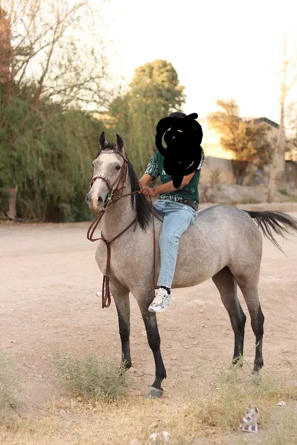 کره ماده 3ساله|اسب و تجهیزات اسبسواری|فلاورجان, |دیوار