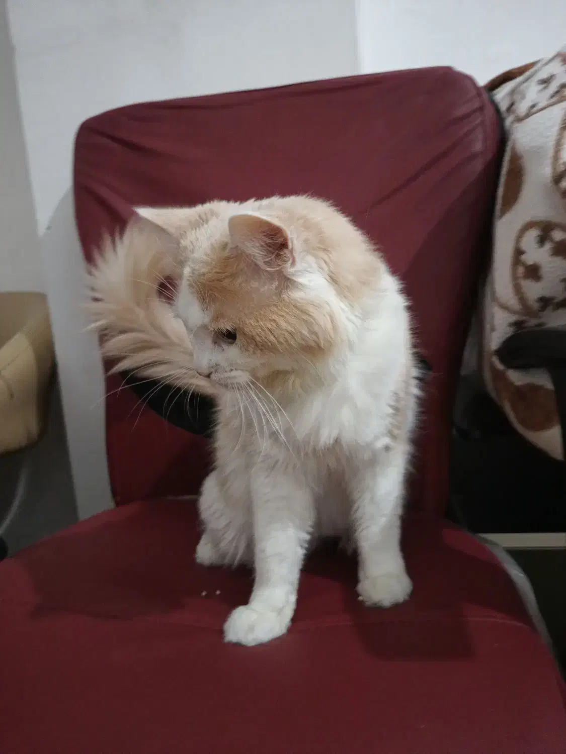 گربه نر آنکارا، ۲ ساله،  آماده واگذاری رایگان|گربه|سهند, |دیوار