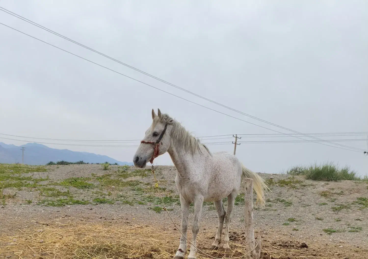 اسب|اسب و تجهیزات اسبسواری|کهنوج, |دیوار