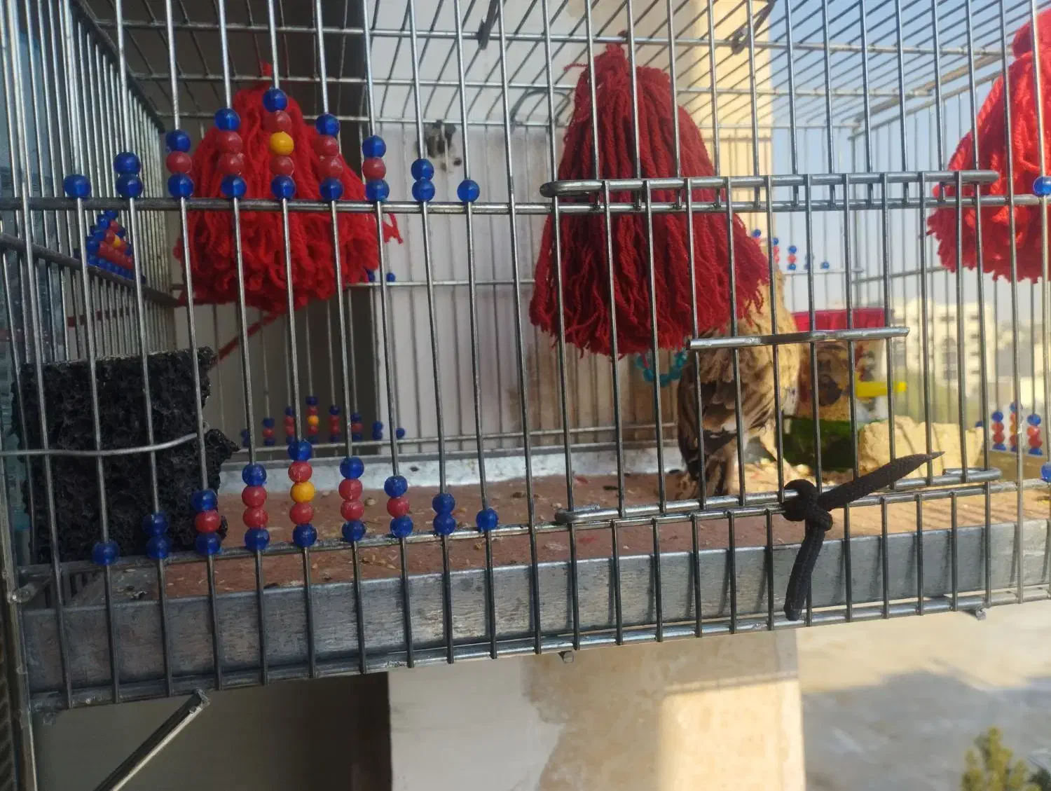 سهره خاکی بخون بیضا شیراز دهن هزار ۶ماهه|پرنده|تهران, شهید رجایی|دیوار