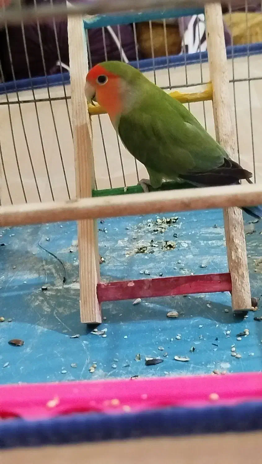 کوتوله برزیلی|پرنده|تهران, دبستان|دیوار