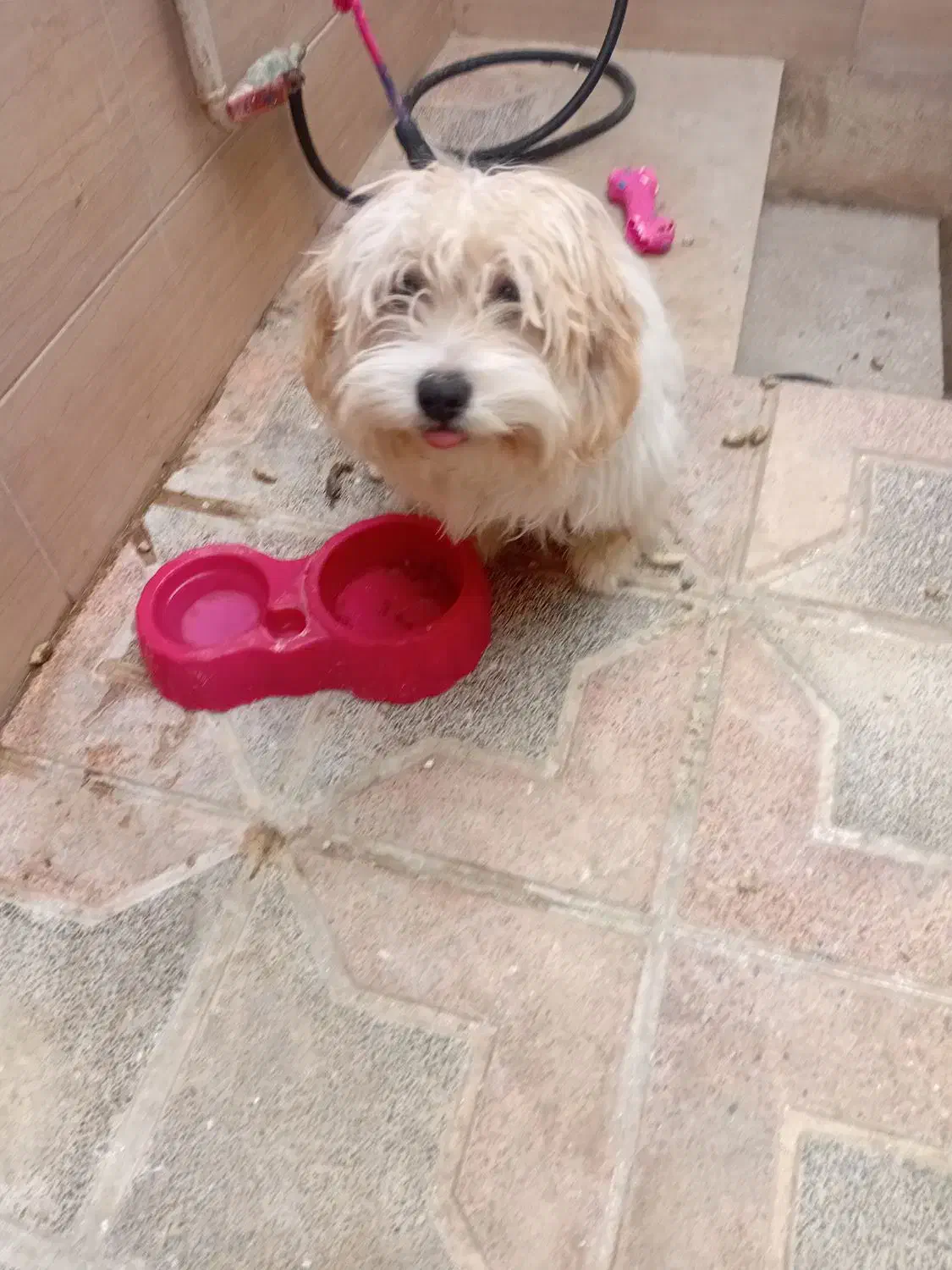 حیوان خانگی|سگ|یزد, |دیوار