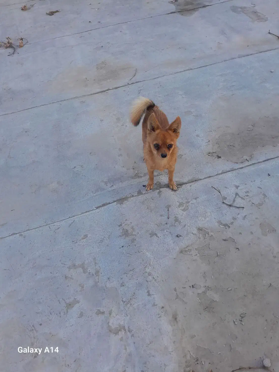 واگذاری سگ پاکوتاه پامرین و شیتزو|سگ|گنبد کاووس, |دیوار