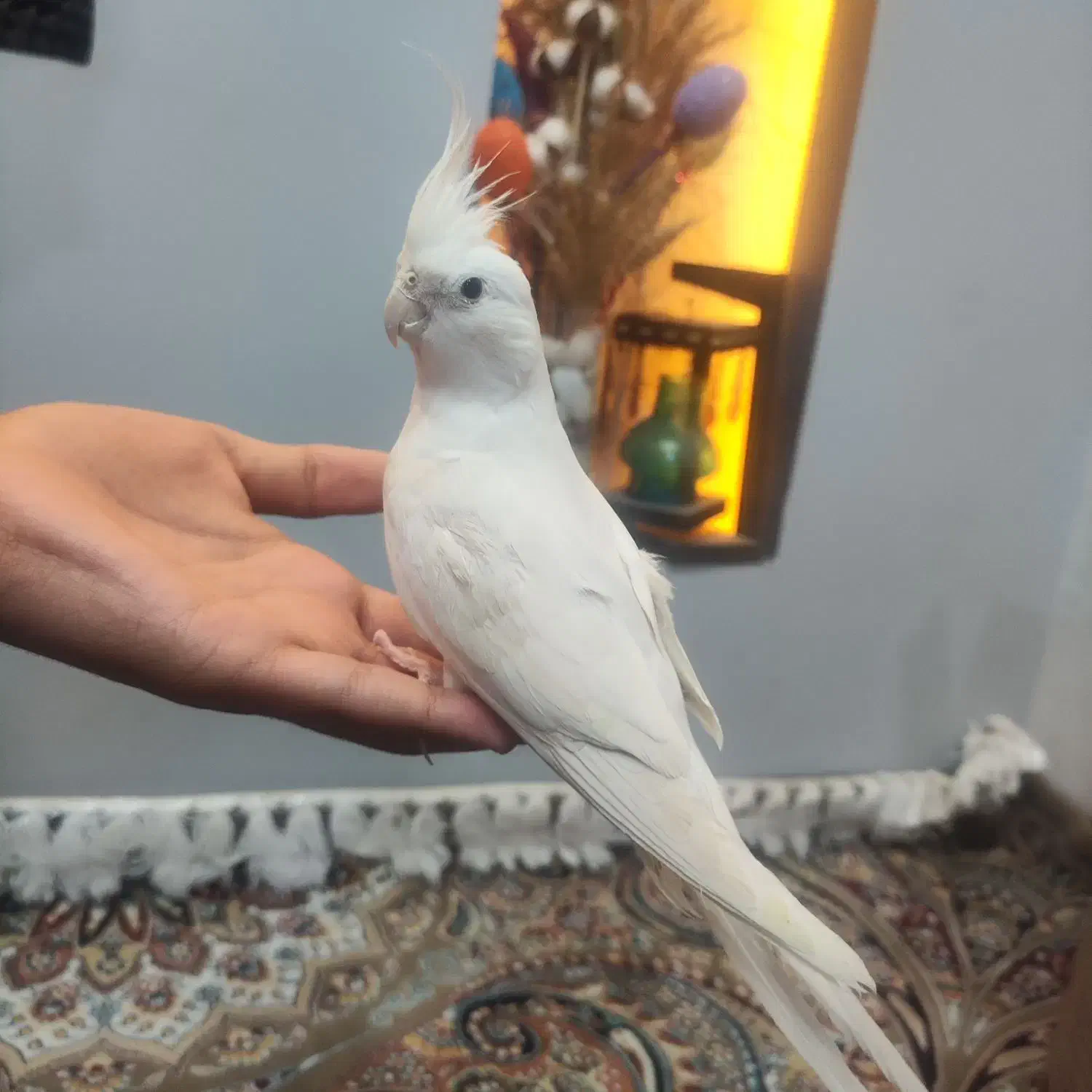عروس هلندی آلبینو نر  دستی|پرنده|شیراز, پانصد دستگاه ارتش|دیوار