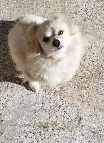 نژاد شیتزو تربیت شده|سگ|قائن, |دیوار