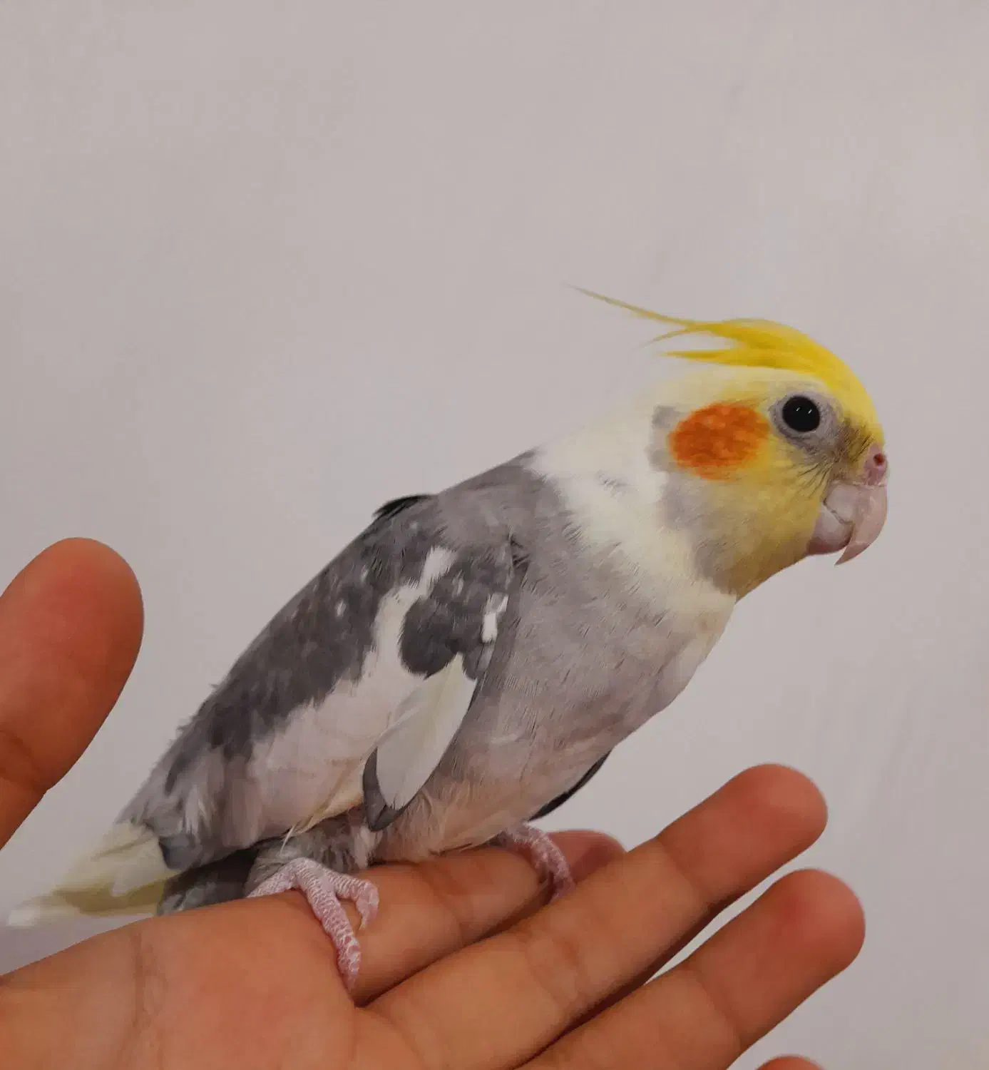 عروس هلندی|پرنده|مهاجران, |دیوار