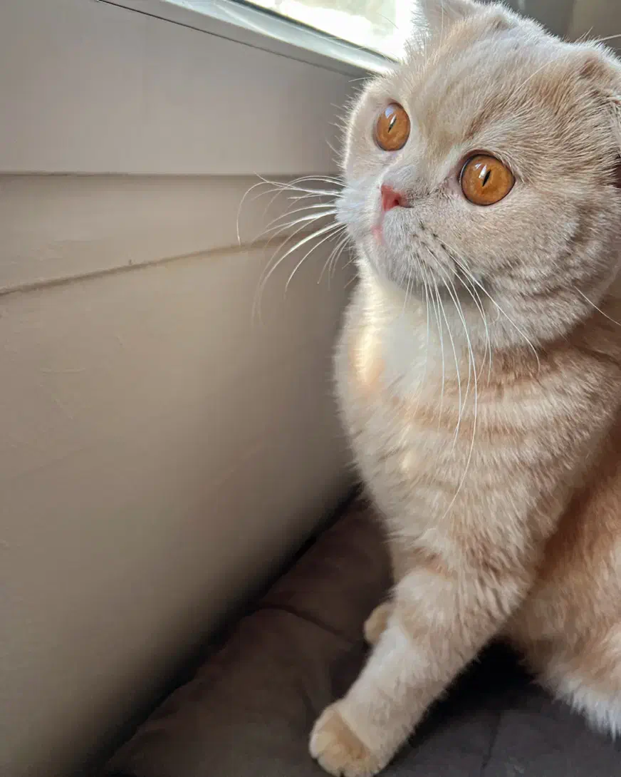 گربه نر آماده جفت گیر|گربه|تهران, بریانک|دیوار