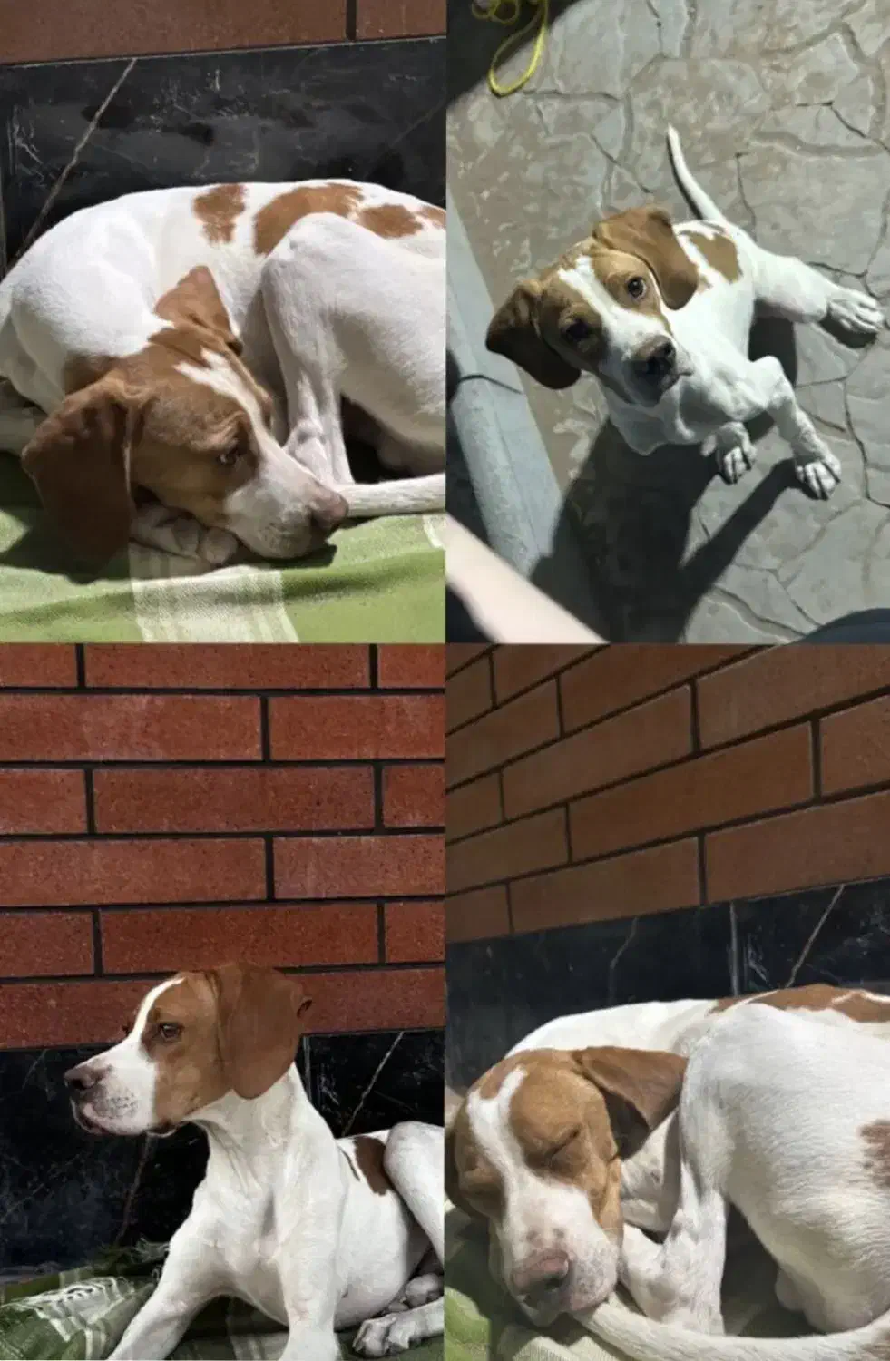 واگذاری سگ نژاد اصل پوینتر|سگ|باسمنج, |دیوار