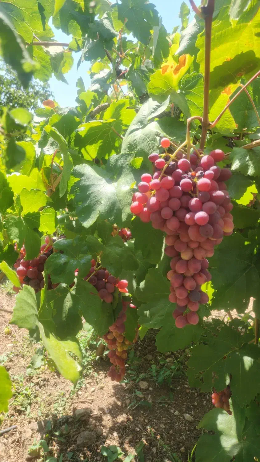 باغ ثمری سی سخت با ویوی عالی|فروش زمین و ملک کلنگی|سی‌سخت, |دیوار